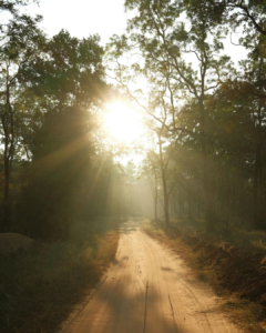 Waldweg im Morgenlicht – Symbol für Aufbruch und Neuanfang